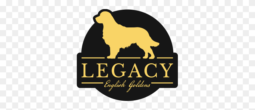 333x305 Legacy English Goldens - Golden Retriever Png