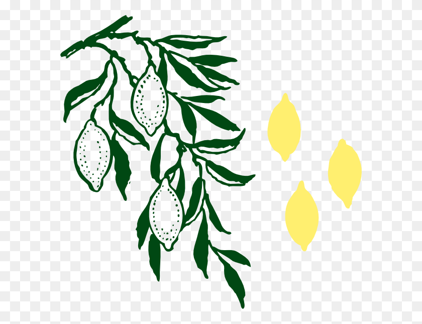 600x585 Лимоны, Висящие На Дереве Картинки - Висит Из Зелени Клипарт