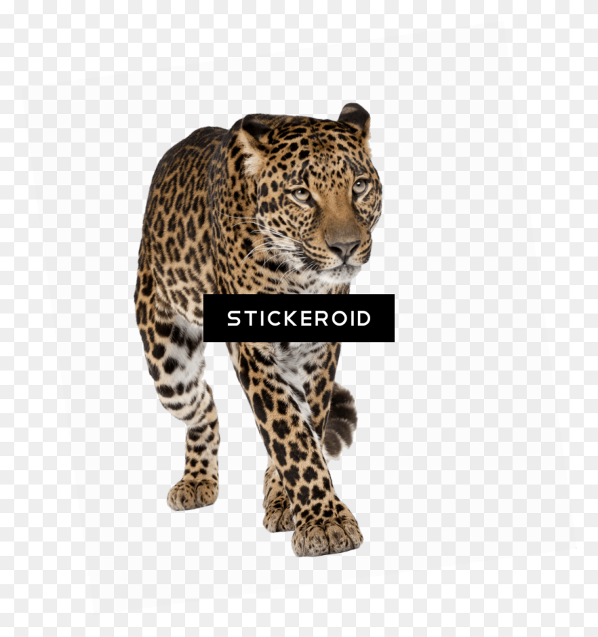 1044x1117 Леопард - Леопард Png