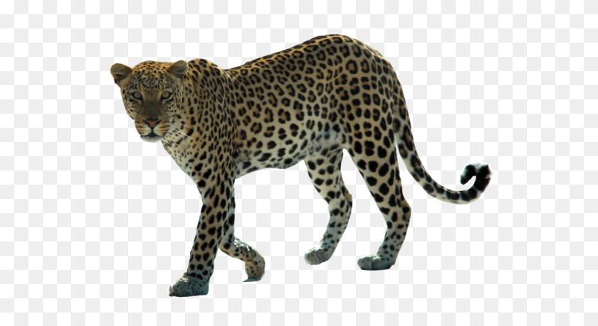 600x399 Леопард Png Скачать - Леопард Png