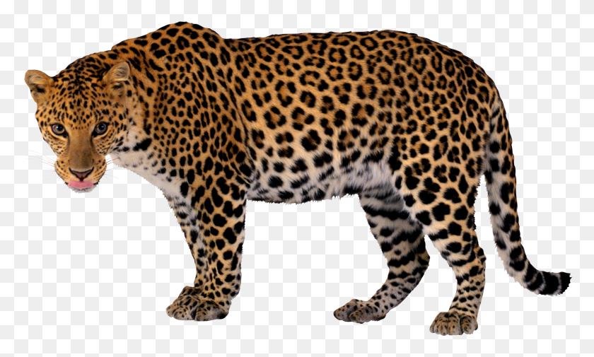 2020x1154 Leopard Png Hd Transparent Leopard Hd Images - Jaguar PNG