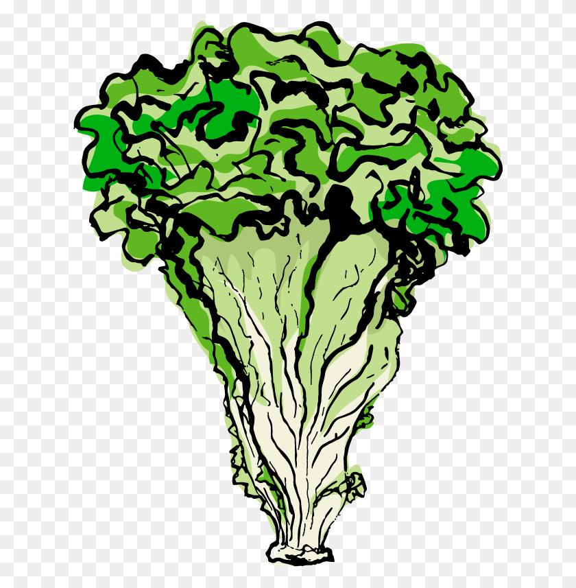 626x797 Lettuce - Lettuce PNG