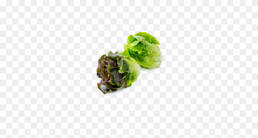 585x390 Lettuce Fresh Grown Year Round - Lettuce PNG