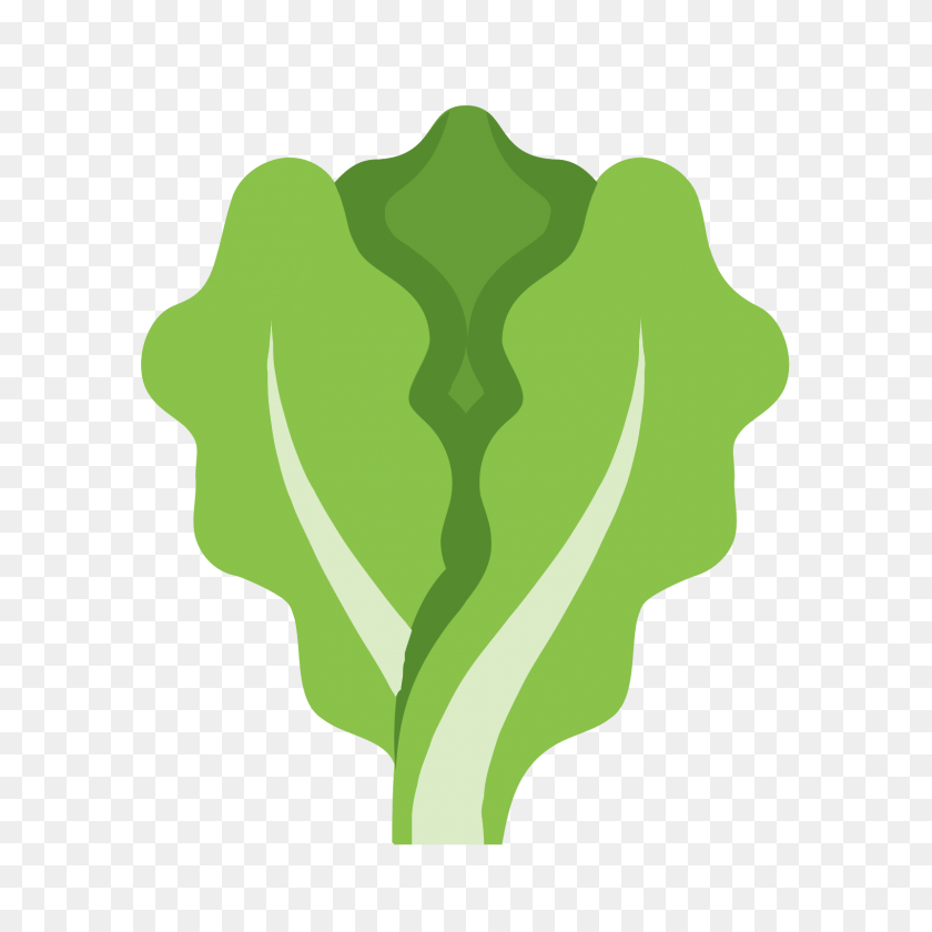 1600x1600 Lettuce Icon - Green Plant PNG