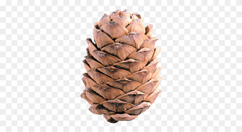 400x400 Light Brown Pine Cone Transparent Png - Pine Cone PNG