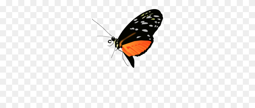 234x297 Lighter Orange Black Butterfly Clip Art - Lighter Clipart