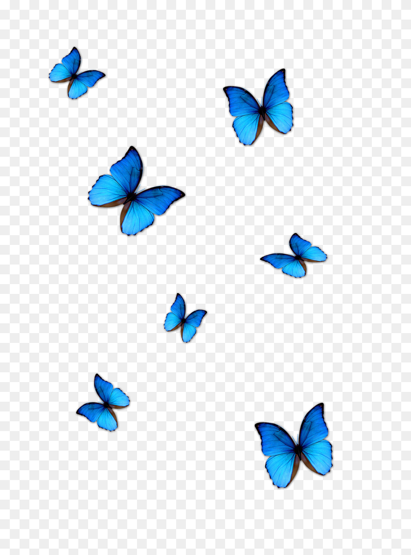 1163x1600 Lightroom Butterfly Effect Editing Butterfly Png Download Синий - Голубая Бабочка В Png