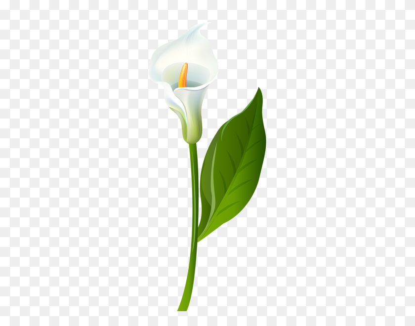 271x600 Lilies Clip Art Free Free Download On Unixtitan - Dumbledore Clipart