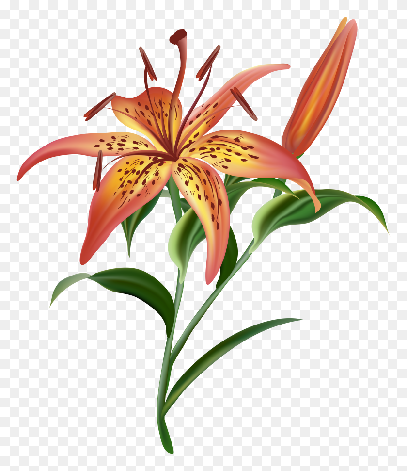 5987x7000 Lilium Flower Png Clip Art - Lily Flower Clipart