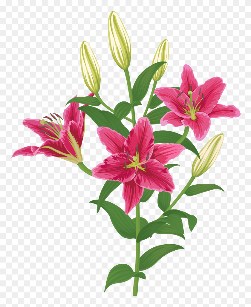 6438x8000 Lilium Flower Transparent Clip - Flowers Transparent PNG