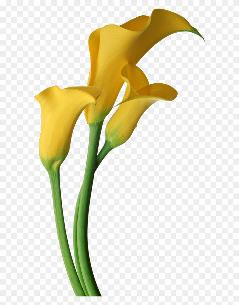 600x1012 Lilly Clipart Gallery Images - Funeral Cliparts For Programs