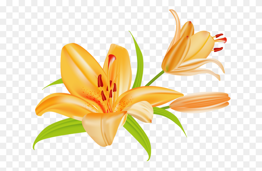 640x491 Lily Clip Art - Wedding Flower Clipart