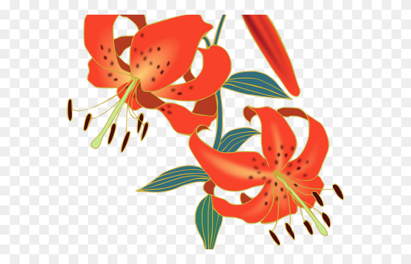 640x480 Lily Clipart Red Lily - Tiger Lily Clipart