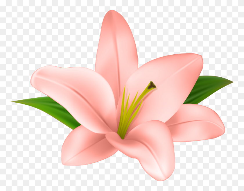 6000x4594 Lily Flower Clipart Clip Art Images - Flowers Clipart Transparent Background