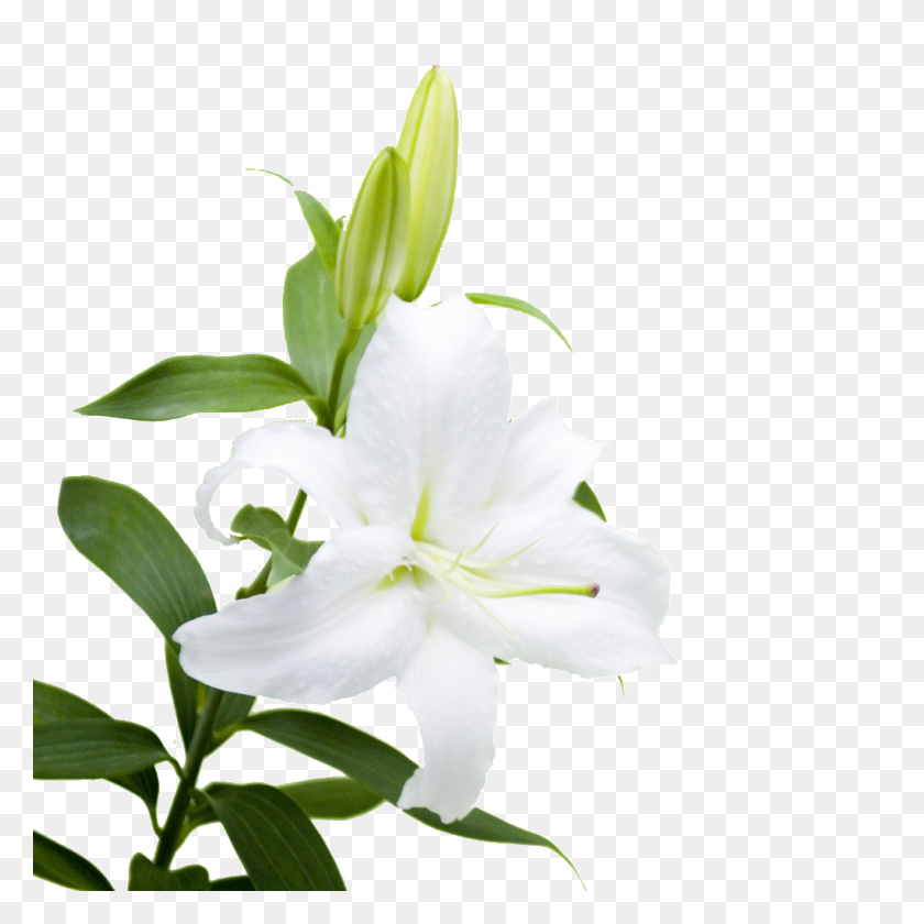 1024x1024 Lily Flower Petals Beautiful Free Png Download Png Vector - Lily Flower PNG