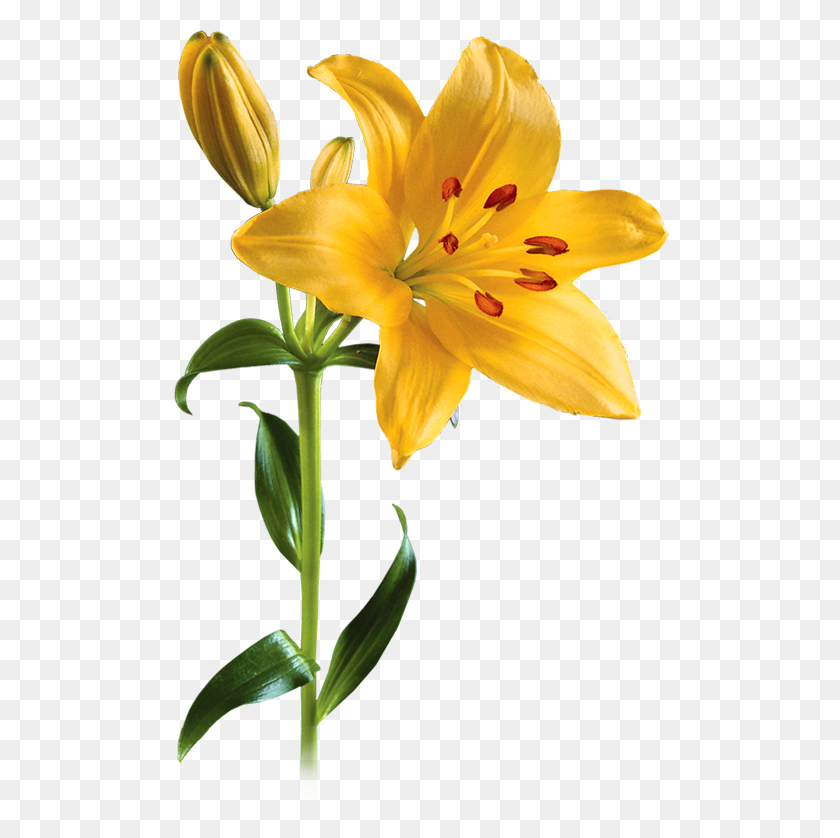 500x778 Lily Flower Transparent Png Pictures - Easter Lily PNG
