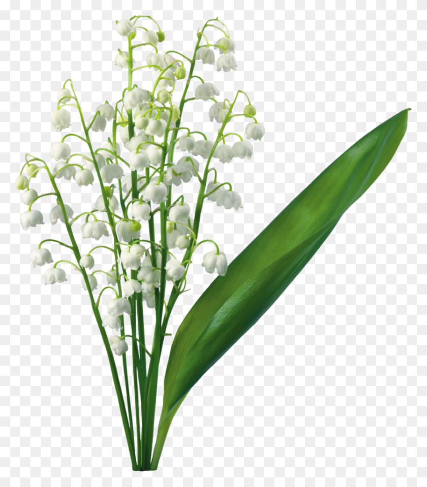 836x964 Lily Of The Valley Clipart - Calla Lily Clip Art
