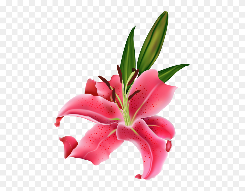 480x593 Лили Розовый Цветок Png - Калла Лили Png