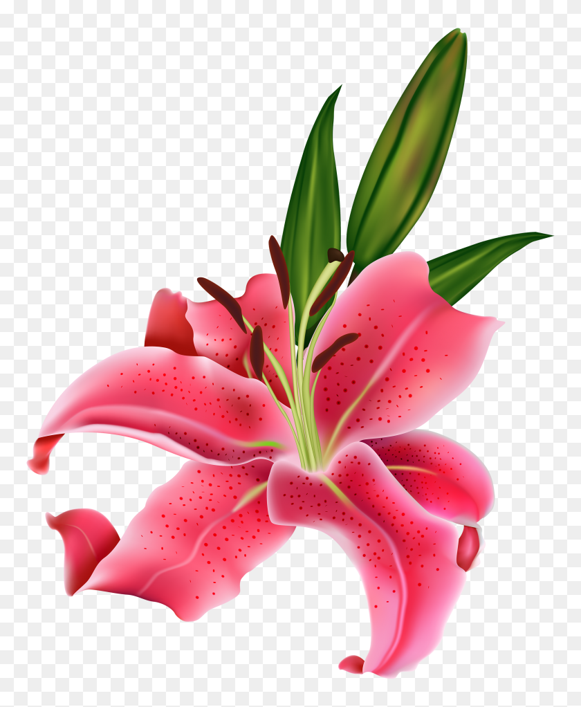 2432x3000 Flor De Lirio Png Clipart - Flores De Boda Png