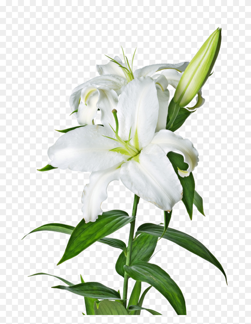 723x1024 Lily Png Image Vector, Clipart - Lily Flower PNG