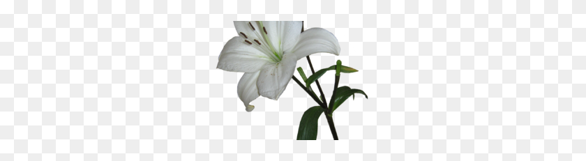 228x171 Lily Png Photos Vector, Clipart - Lily PNG
