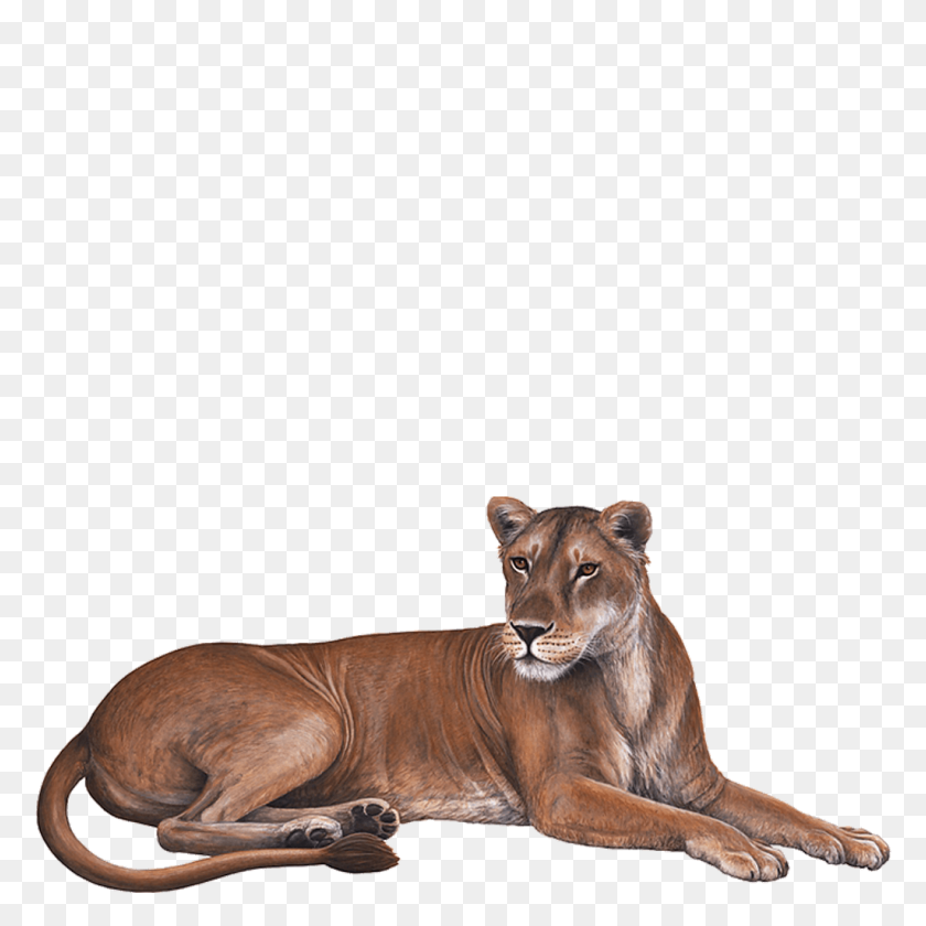 1024x1024 Lioness Download Transparent Png Image Png Arts - Lioness PNG