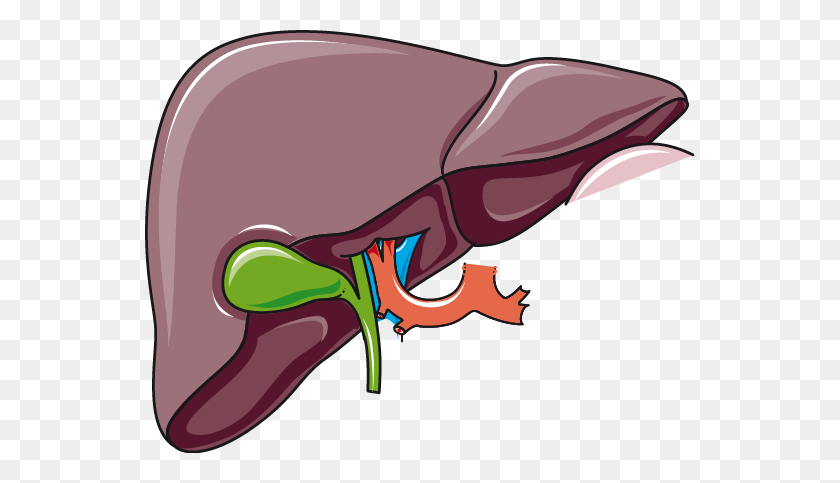 550x423 Liver And Gallbladder - Digestive System Clipart