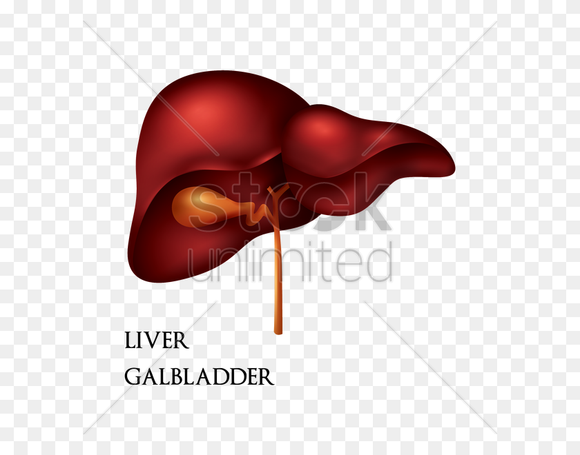 600x600 Liver Gallbladder Vector Image - Gallbladder Clipart