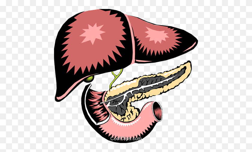 480x449 Liver Pancreas Royalty Free Vector Clip Art Illustration - Pancreas Clipart