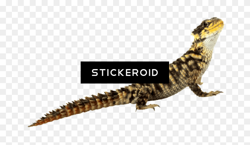 945x520 Lizard - Lizard PNG