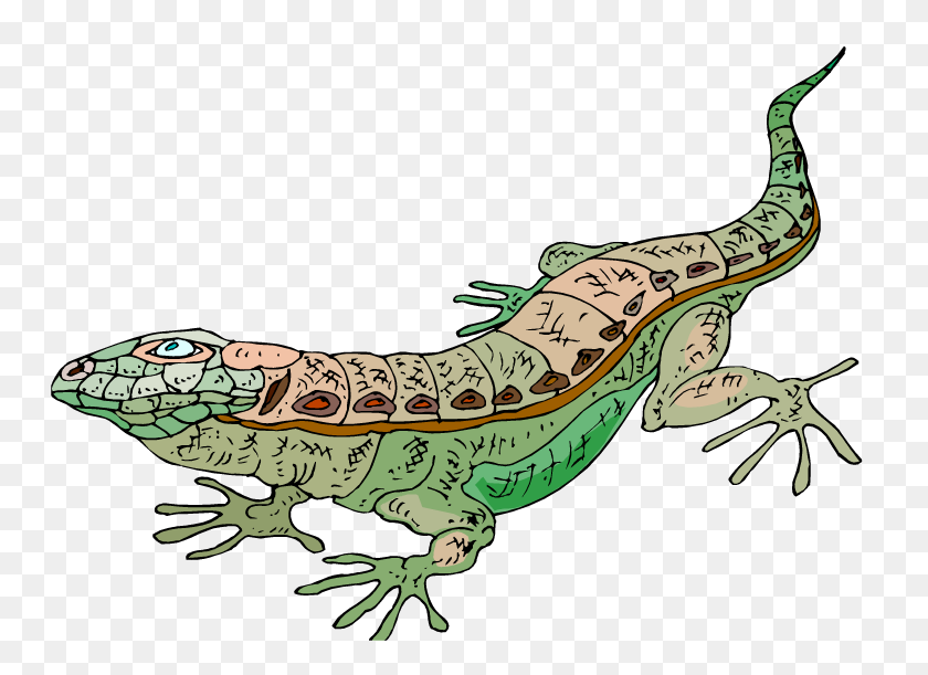 750x551 Lizard Clipart - Salamander Clipart
