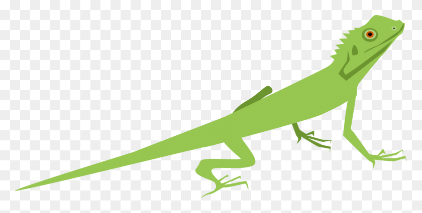 1601x750 Lagarto Común Iguanas Gecko Camaleones Reptiles - Gecko Clipart