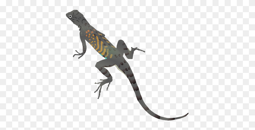 410x368 Lizard Icons - Iguana PNG