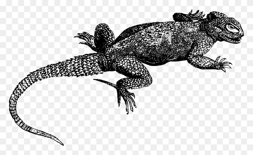 1284x750 Lagarto Reptil Iguana Verde Iguana De Cola Espinosa Negra Central - Dragón Barbudo De Imágenes Prediseñadas