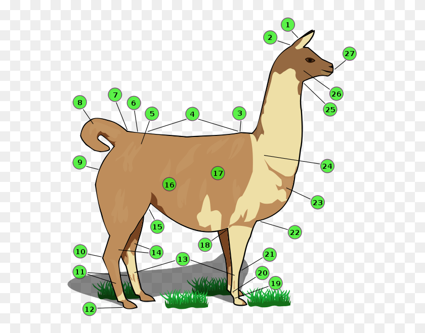 581x599 Llama Biology - Llama Llama Clipart