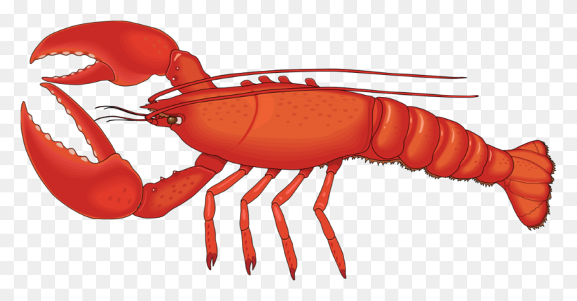 1024x497 Lobster Png Hd Vector, Clipart - Lobster Clipart Free