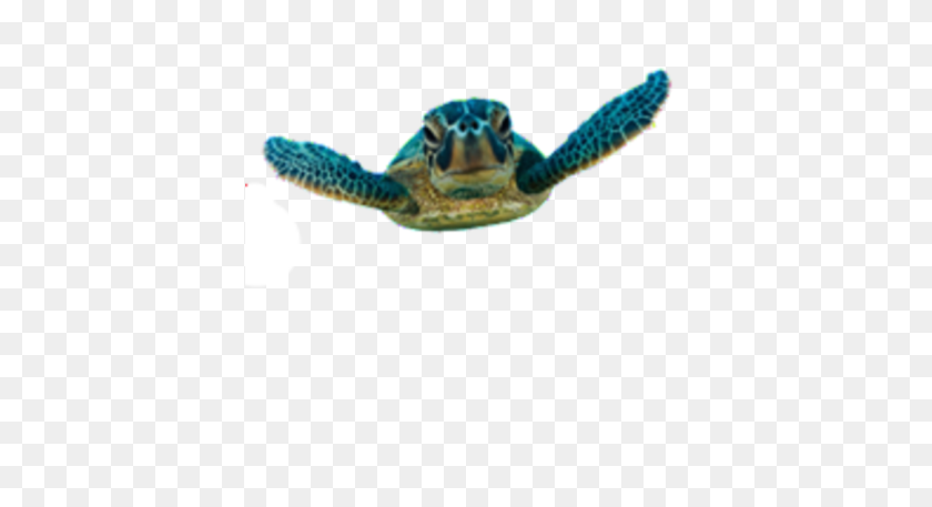 397x397 Loggerhead Sea Turtle Png Transparent Images - Sea Turtle PNG