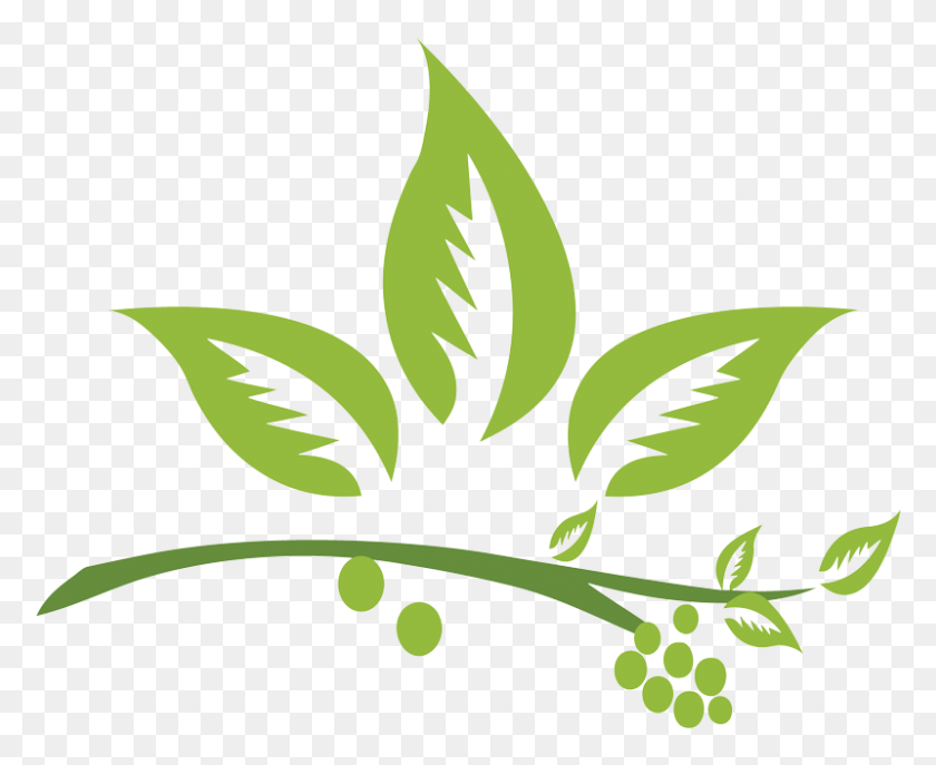 800x644 Logo Herbal Png Png Image - Herbs PNG