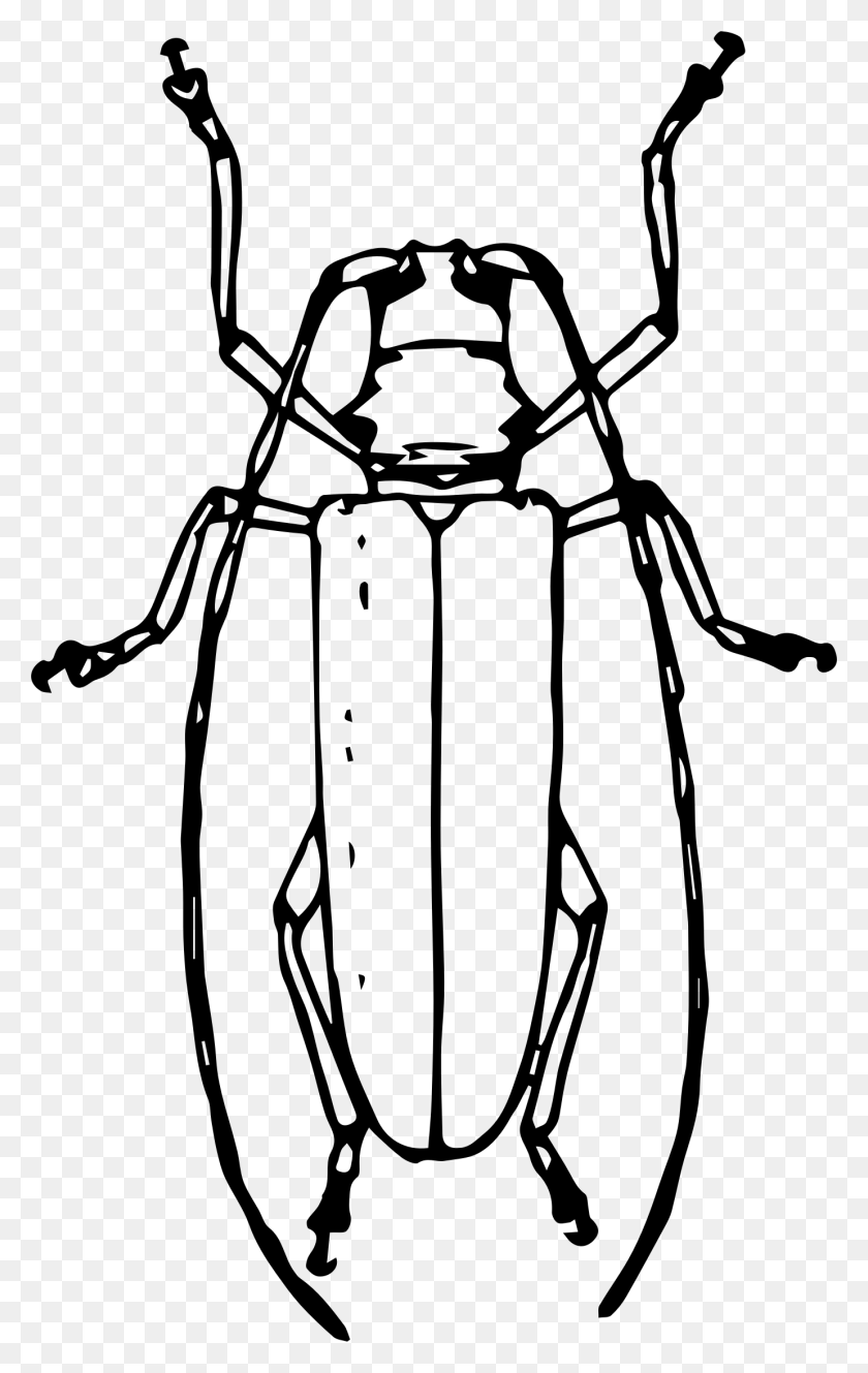 1381x2247 Longhorned Beetle Vector Clipart Image - PNG To Vector