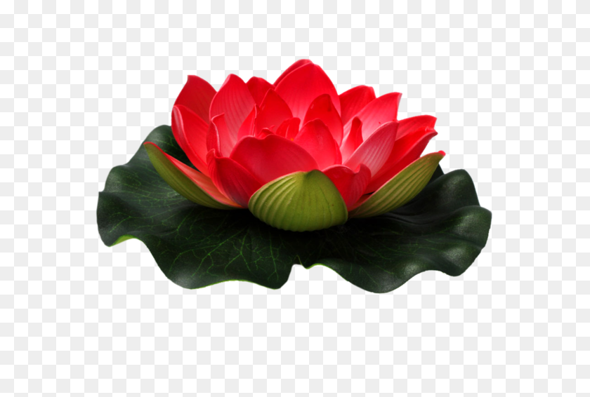 674x506 Lotus Flower Png Images Free Download - Lotus Flower PNG