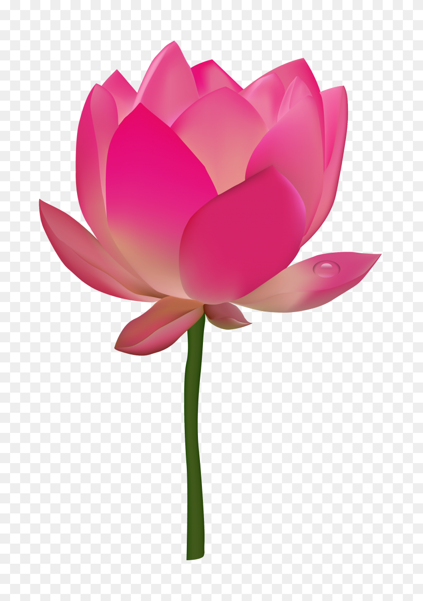 2200x3200 Lotus Flower Png Transparent Image - Rose PNG Transparent