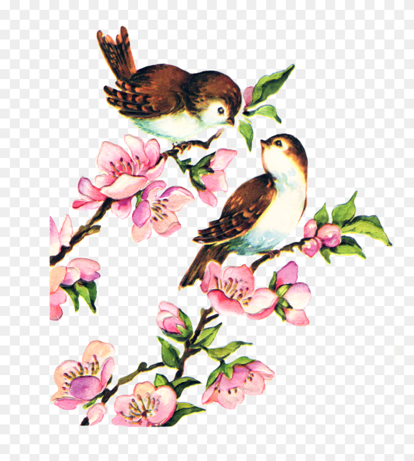 768x874 Lovebird Birdcage Domestic Canary Clip Art - Canary Clipart