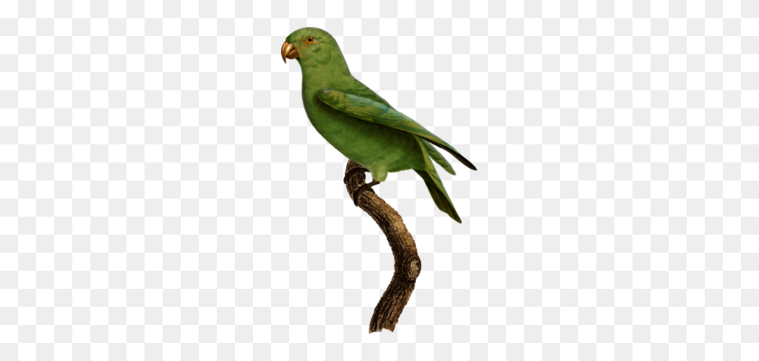 217x340 Lovebird Loriini Macaw Parakeet Fauna - Budgie Clipart