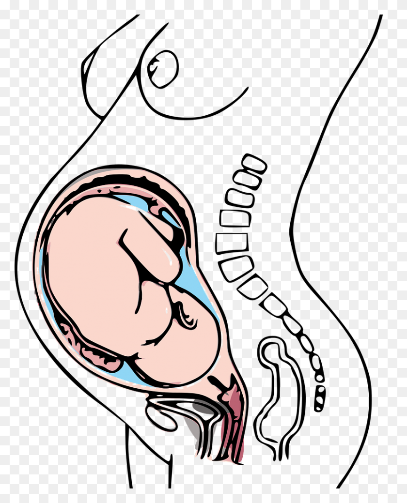 828x1040 La Aspirina De Dosis Baja Puede Ayudar Con El Embarazo Gt Health, Llc - Clipart De Anatomía Y Fisiología