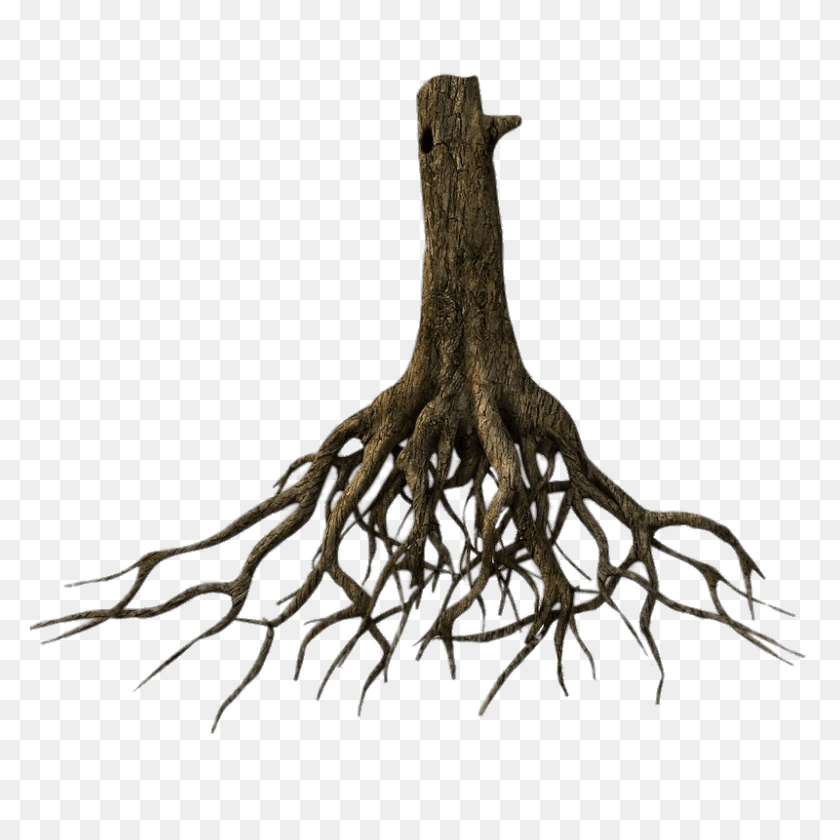 800x800 Lower Tree Trunk And Roots Transparent Png - Roots PNG
