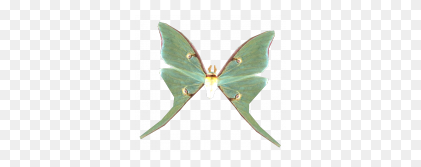 300x274 Luna Moth - Moth PNG