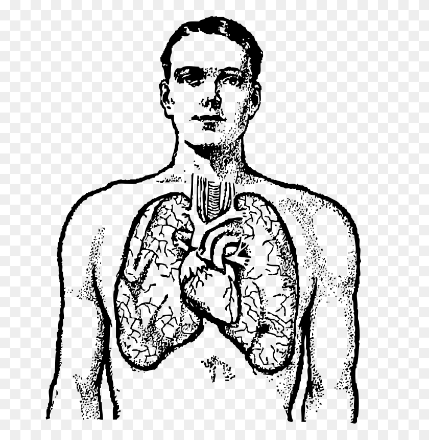 763x800 Легкие Медицинские Картинки - Анатомическое Сердце Клипарт