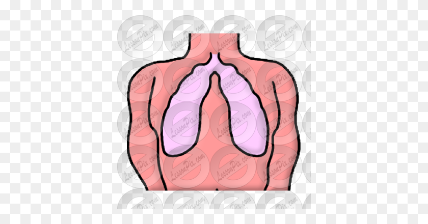 380x380 Lungs Picture For Classroom Therapy Use - Lungs Clipart