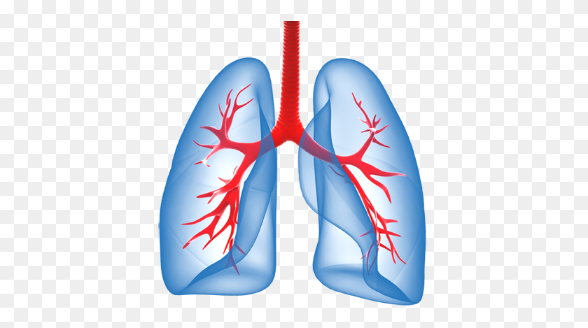 409x409 Lungs Png - Lungs PNG