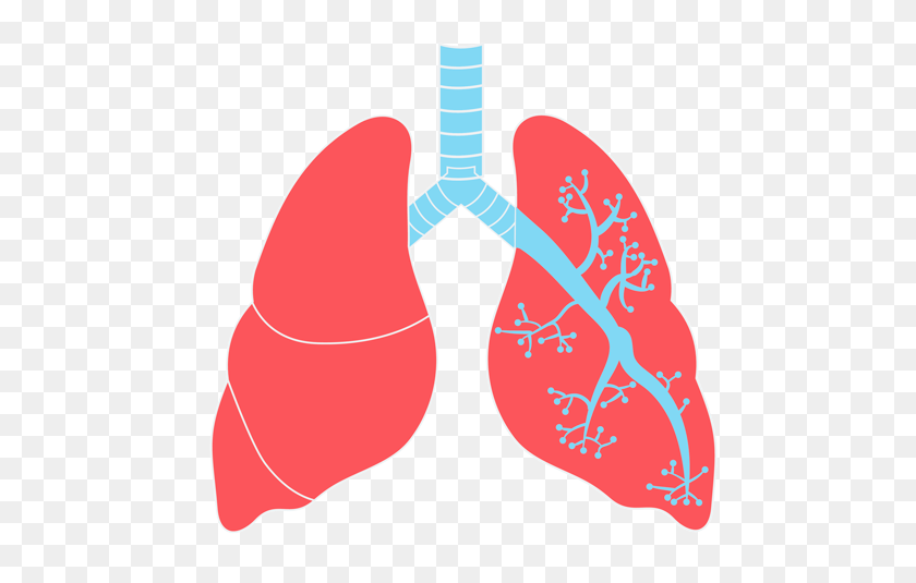 500x475 Lungs Png Transparent Images - Lungs PNG